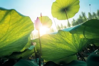 阳光荷叶清爽背景图