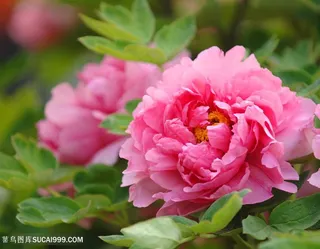 高清红牡丹花摄影图片