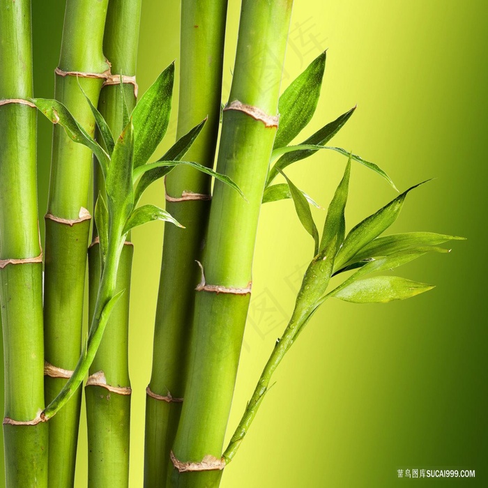 新鲜竹子图片