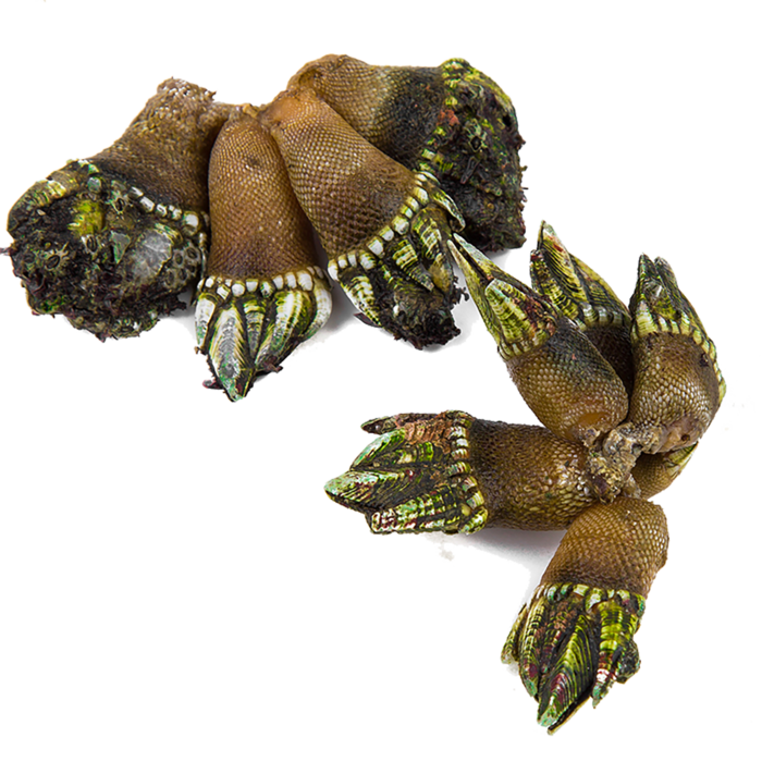 佛手螺海鲜超市商品红酒白底图免抠实物摄影png格式图片透明底