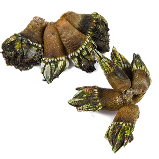 佛手螺海鲜超市商品红酒白底图免抠实物摄影png格式图片透明底