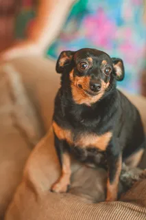 可爱小狗狗狗摄影素材