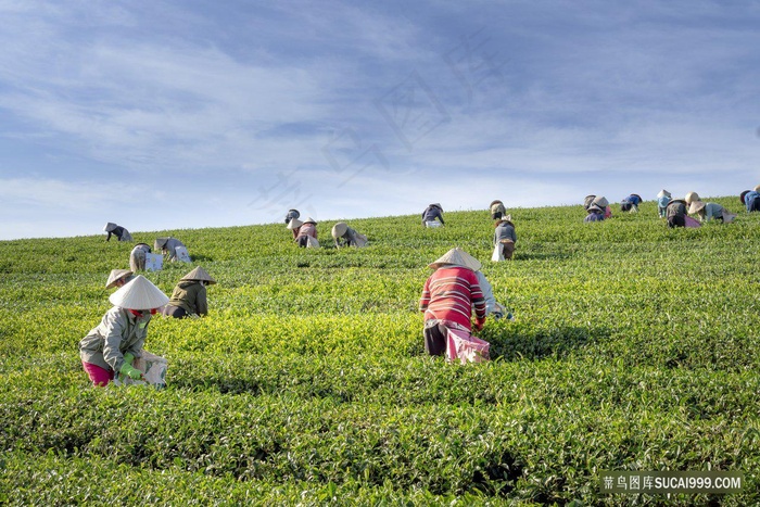 茶园采茶场景摄影素材