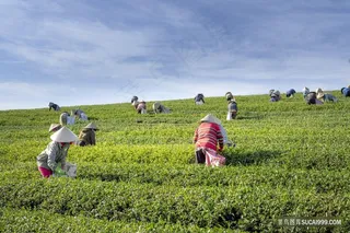 茶园采茶场景摄影素材