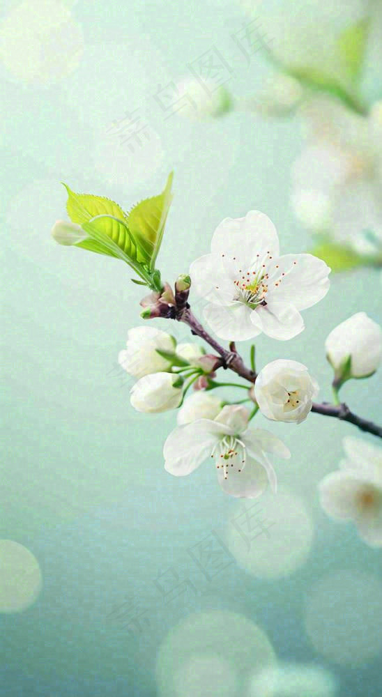 白色樱花花朵鲜花在阳光下，春天立春春分惊蛰摄影图(816x1488)
