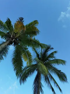 蓝天下挺拔笔直的椰子树 蓝天下挺拔笔直的椰子树