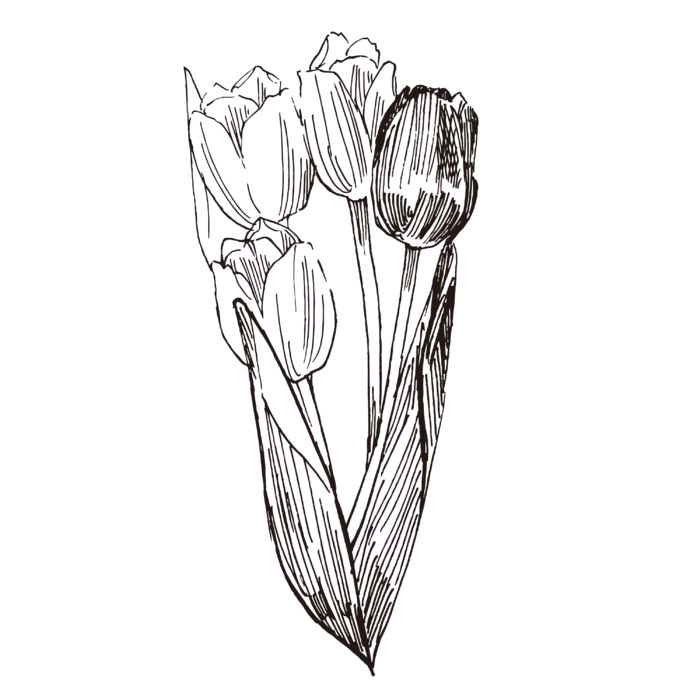 线条草本花卉手绘植物-郁金香