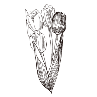 线条草本花卉手绘植物-郁金香
