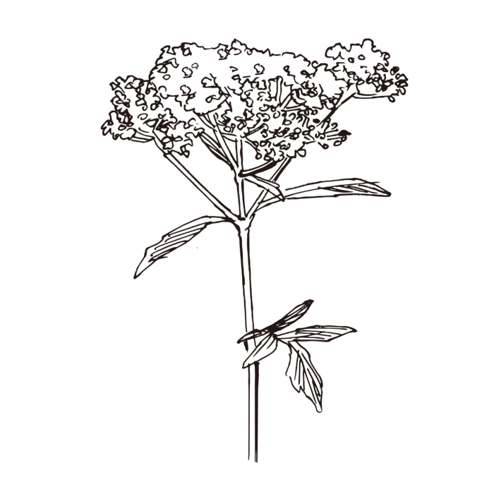 线条草本花卉手绘植物-金蕾丝