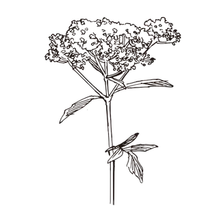 线条草本花卉手绘植物-金蕾丝