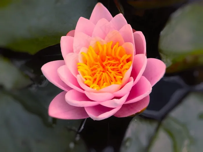 莲花特写图片