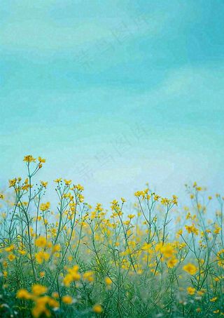 春天黄色的小花，春风，春分，油菜花