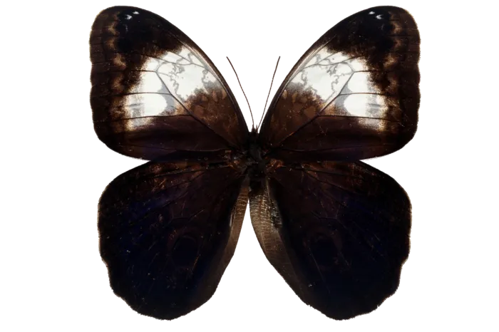 蝴蝶 彩蝶 花蝴蝶 动物 昆虫 免抠
