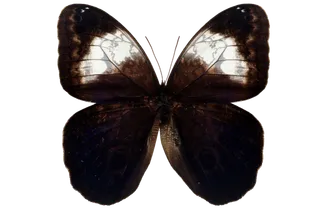 蝴蝶 彩蝶 花蝴蝶 动物 昆虫 免抠