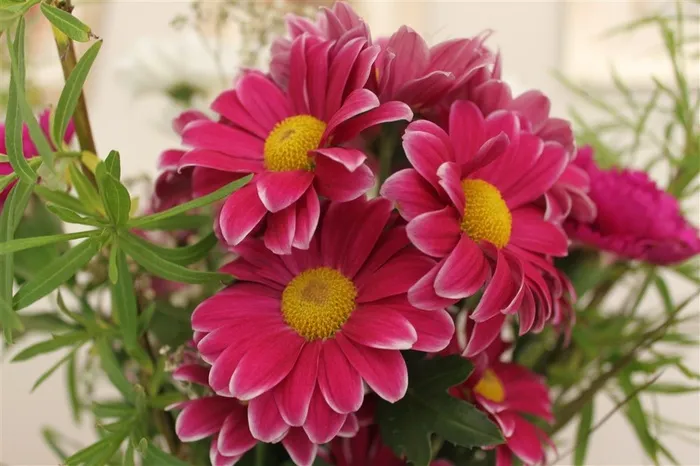 红色花卉特写
