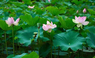 夏天荷塘荷花池荷叶绿色清新，夏至立夏大暑小暑摄影图