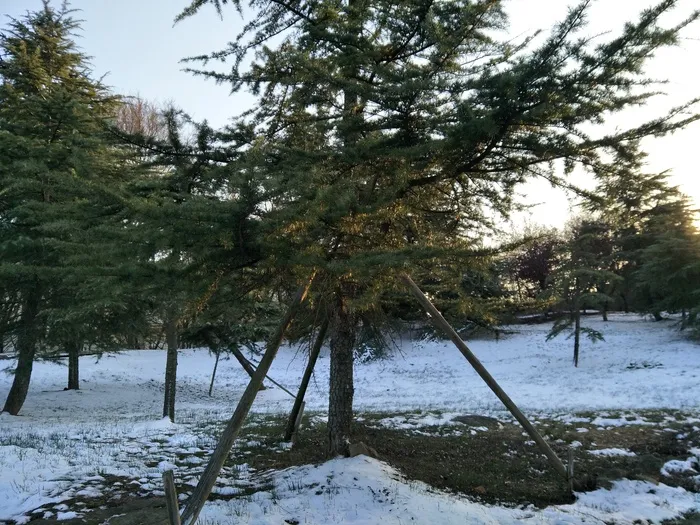 雪后的景色
