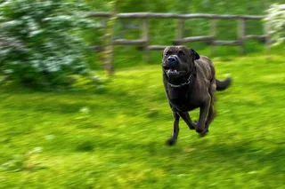 飞奔黑色狗狗图片