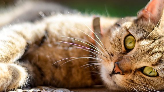 可爱猫咪 动物 素材 奶萌 (123)