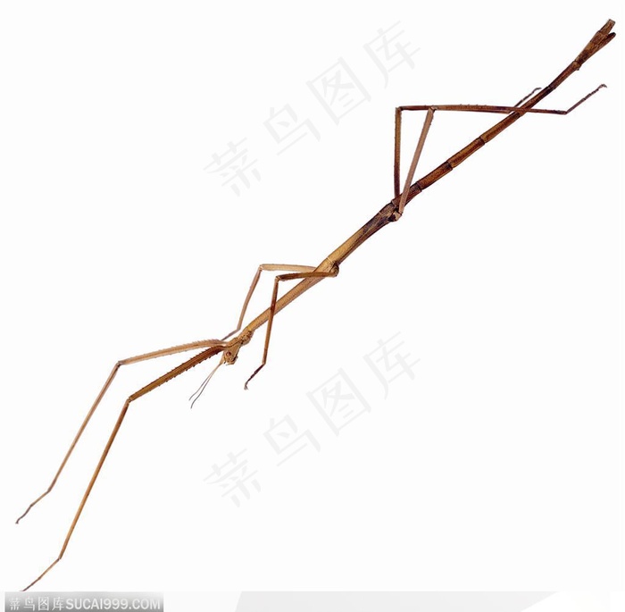 昆虫世界-长长的昆虫