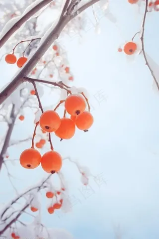 简约冬天树枝雪景背景