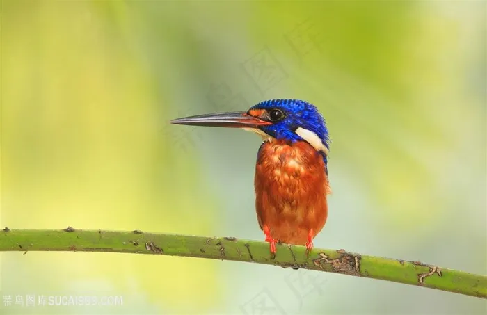 高清唯美树干上蓝矶鸫鸟类图片