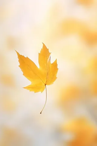 秋天落叶秋叶黄色背景