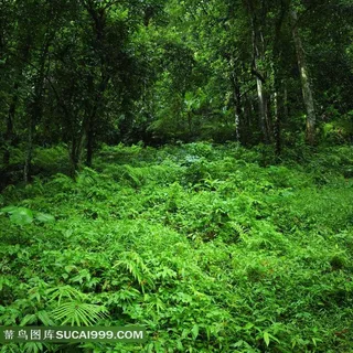 丛林系列 - 茂密幽静的丛林环境