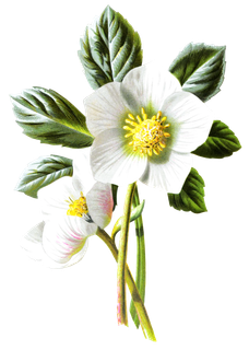 复古手绘植物花卉玫瑰花PNG免扣图案高清图片PS设计素材图