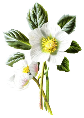 复古手绘植物花卉玫瑰花PNG免扣图案高清图片PS设计素材图