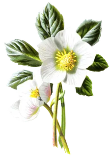 复古手绘植物花卉玫瑰花PNG免扣图案高清图片PS设计素材图 复古手绘植物花卉玫瑰花PNG免扣图案高清图片PS设计素材图