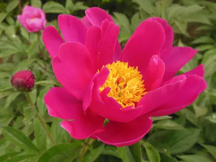 红色鲜花图片下载 红色鲜花图片下载