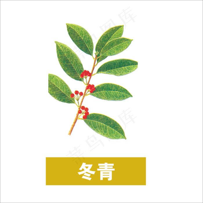 手绘草本中药冬青