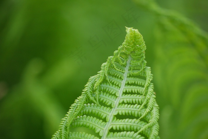 蕨类植物叶子图片