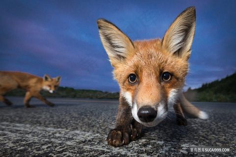 野外好奇的小狐狸图片