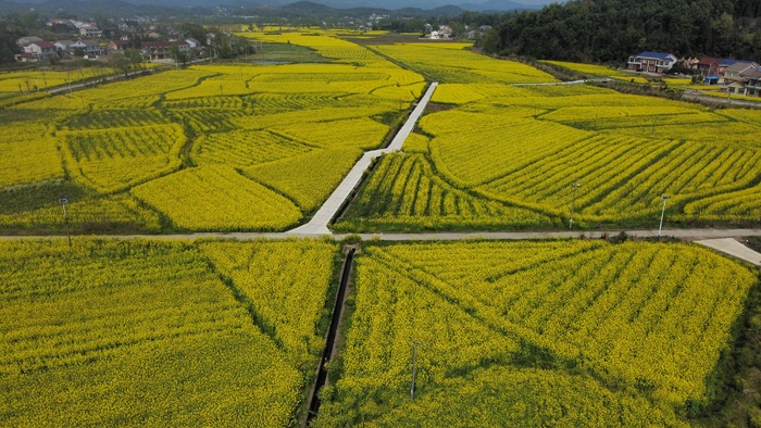 油菜花田航拍摄影图