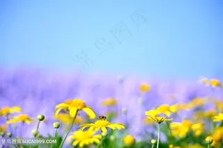 黄色的小花野花