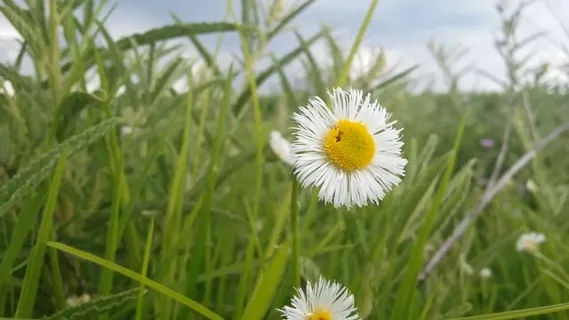 雏菊, 花朵, 植物, 花的, 有天赋的人, 自然, 夏天