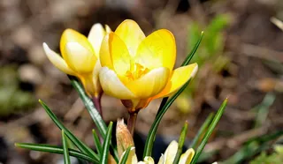 黄色藏红花图片