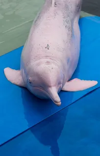 蓝色垫子上的海豚