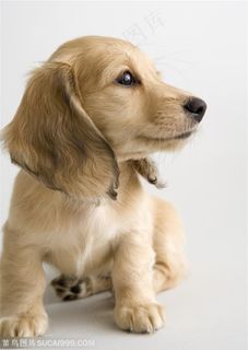 可爱狗狗-拉布拉多幼犬