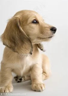 可爱狗狗-拉布拉多幼犬