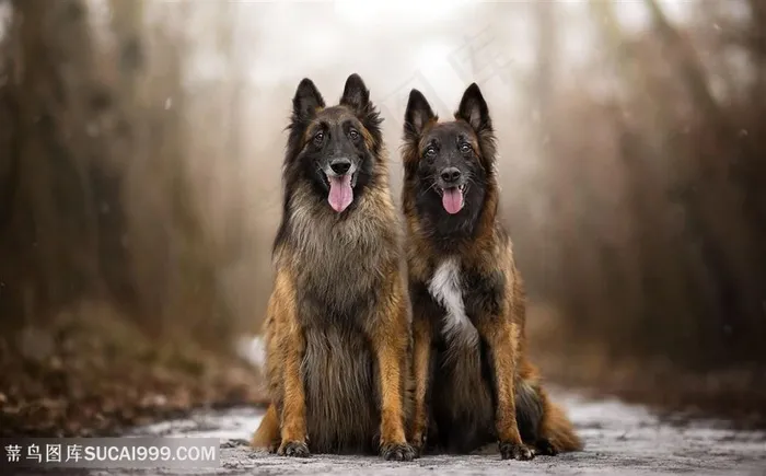 高清坐在路中间两只吐舌头狼狗图片