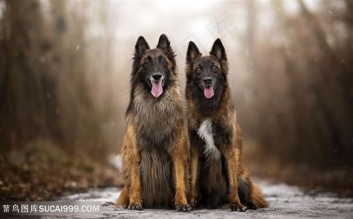 高清坐在路中间两只吐舌头狼狗图片