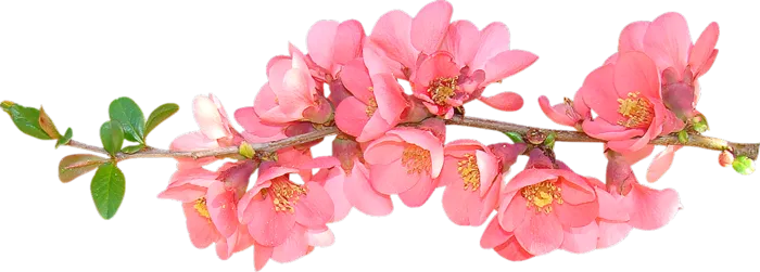 春季花朵简笔画素材谷雨素材