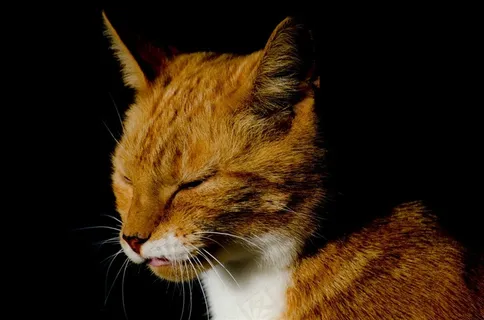 正在睡觉的猫素材