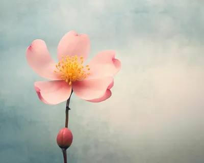 多云背景的粉红色花朵川内凛子的风格花朵摄影图