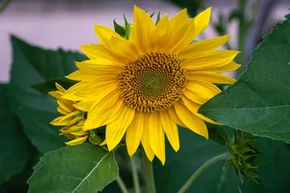 黄色向日葵摄影素材