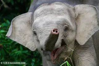 高清可爱小象摄影图片