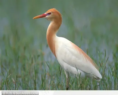 水田里的白鹭 水田里的白鹭